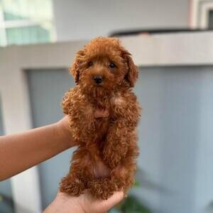 Poodle puppies potty trained | PostAds PH