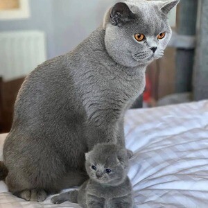 fantastic british shorthair kittens | PostAds PH