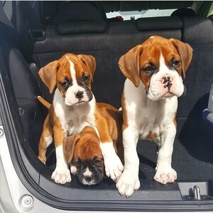 Vet checked Boxer Puppies For Adoption | PostAds PH