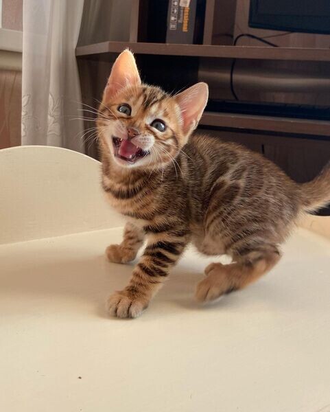   fully vetted Bengal Kittens  
