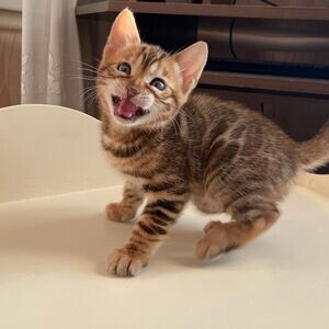 fully vetted Bengal Kittens | PostAds PH