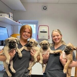 Boerboel vet checked Puppies | PostAds PH