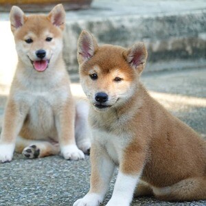 Beautiful Shiba Inu Puppies | PostAds PH