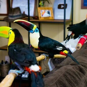 Toucan birds available now | PostAds PH