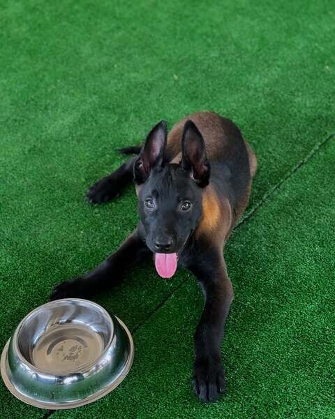   Belgean malinois puppiess