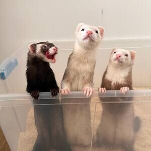 good ferrets for Adoption | PostAds PH