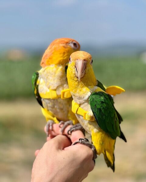  Caique parrots 