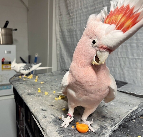   Major Mitchell cockatoo Available