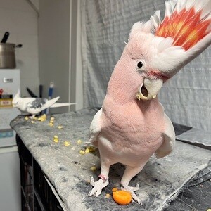 Major Mitchell cockatoo Available | PostAds PH