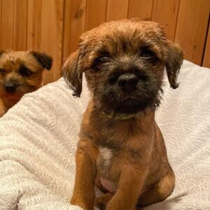 Border terriers Available | PostAds PH