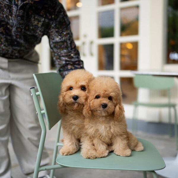  cute Goldendoodle Puppies Available now