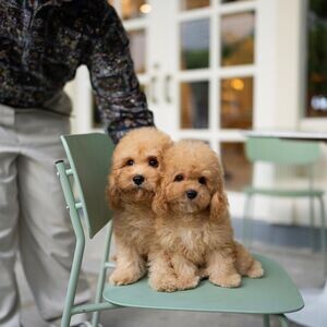 cute Goldendoodle Puppies Available now | PostAds PH