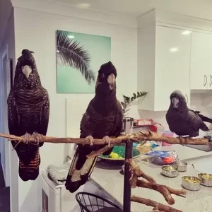 Red Tailed Black Cockatoo Breeding Pair parrots | PostAds PH