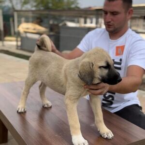 Kangal Guard Dogs and Puppies for sale | PostAds PH