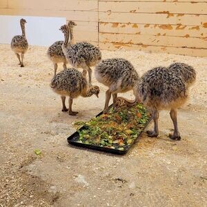 Ostrich chicks And eggs | PostAds PH