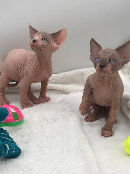  2 Sphynx Kittens   