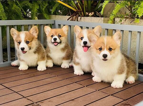   Corgi Puppies  available 