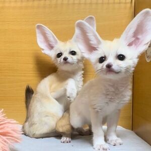 2 Fennec Foxes for sale | PostAds PH
