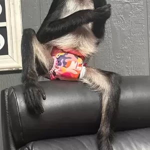 vet checked Spider Monkeys Available | PostAds PH
