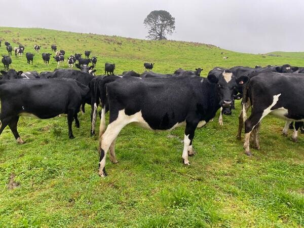 Healthy Cows for sale 
