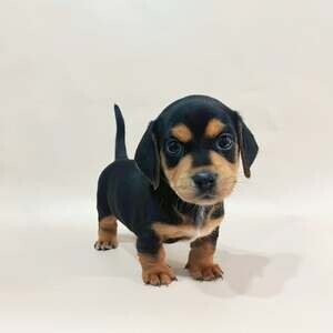 Healthy dachshunds | PostAds PH