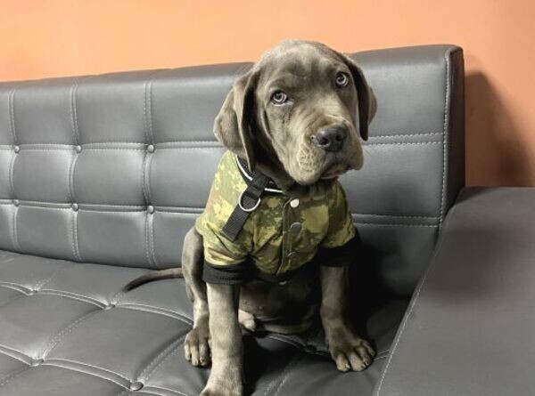Cane Corsa puppies