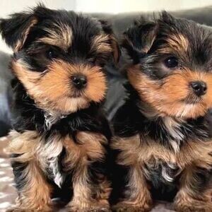 Teacup Yorkie Babies | PostAds PH