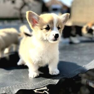 Super adorable Corgi puppies. | PostAds PH
