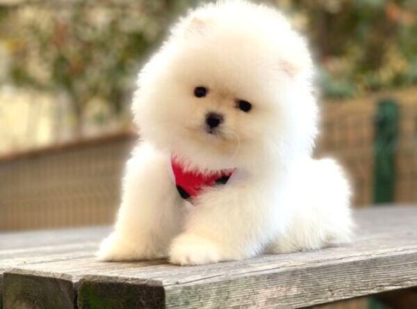 Super adorable Pomeranian Boo puppies.