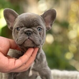 Super adorable Blue French puppies. | PostAds PH