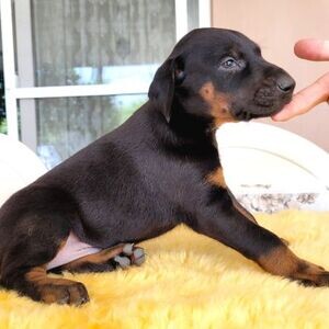 Super adorable Doberman puppies. | PostAds PH