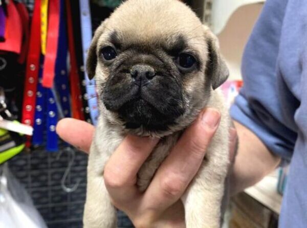 Super adorable Pug puppies.