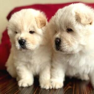 Super adorable chow Chow puppies. | PostAds PH