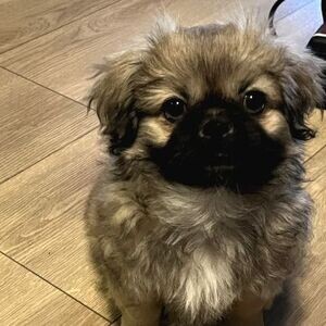 3 Months Old Male and female Pekingese puppies. | PostAds PH