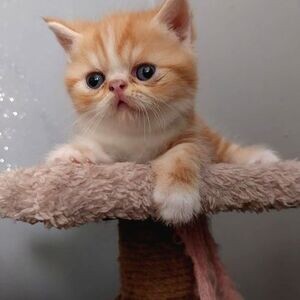 Super adorable Exotic Shorthair kittens. | PostAds PH
