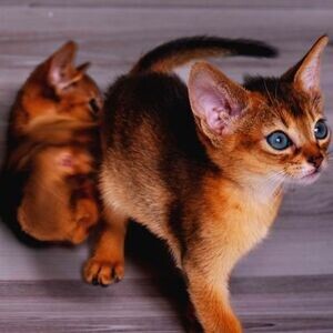 adorable Abyssinian kittens. | PostAds PH