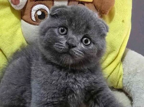 adorable Scottish Fold Shorthair kittens.