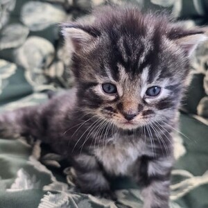 Classic Tabby American shorthair | PostAds PH