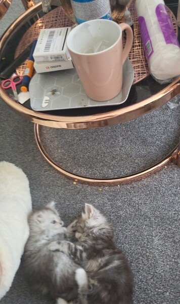 Pure maine coon babies for sale 6 weeks old .