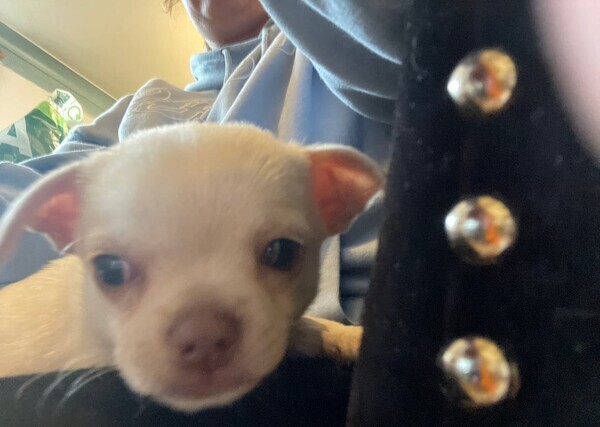 Meet Galao the Chihauhau pup