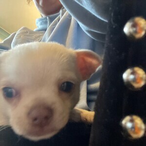 Meet Galao the Chihauhau pup | PostAds PH