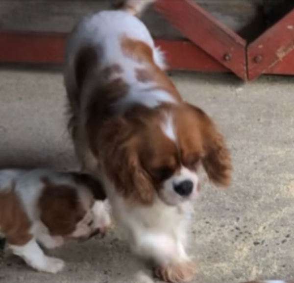 Cavalier King Charles(Blenheim)