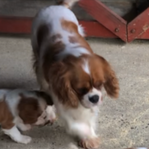 Cavalier King Charles(Blenheim) | PostAds PH