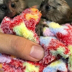 Lovely Capuchin & Finger Marmoset Monkeys for sale | PostAds PH