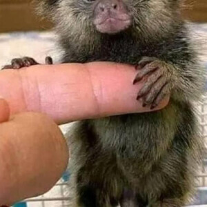 Lovely Capuchin & Finger Marmoset Monkeys for salee | PostAds PH