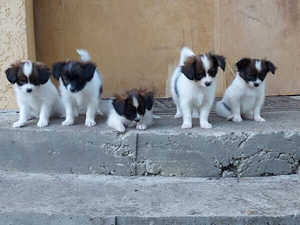  ...4 Papillon Puppies for sale ...  