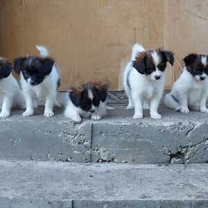 ...4 Papillon Puppies for sale ... | PostAds PH