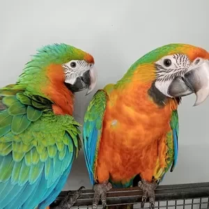 friendly Catalina Rainbow macaw Parrots For Sale | PostAds PH