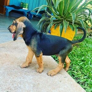 Healthy purebred Blood hound puppies | PostAds PH
