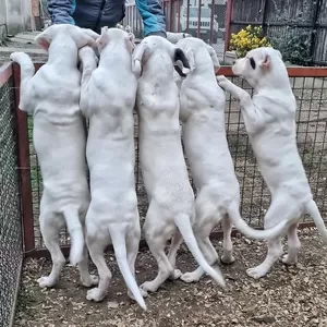 Dogo Argentino healthy Puppies Available | PostAds PH